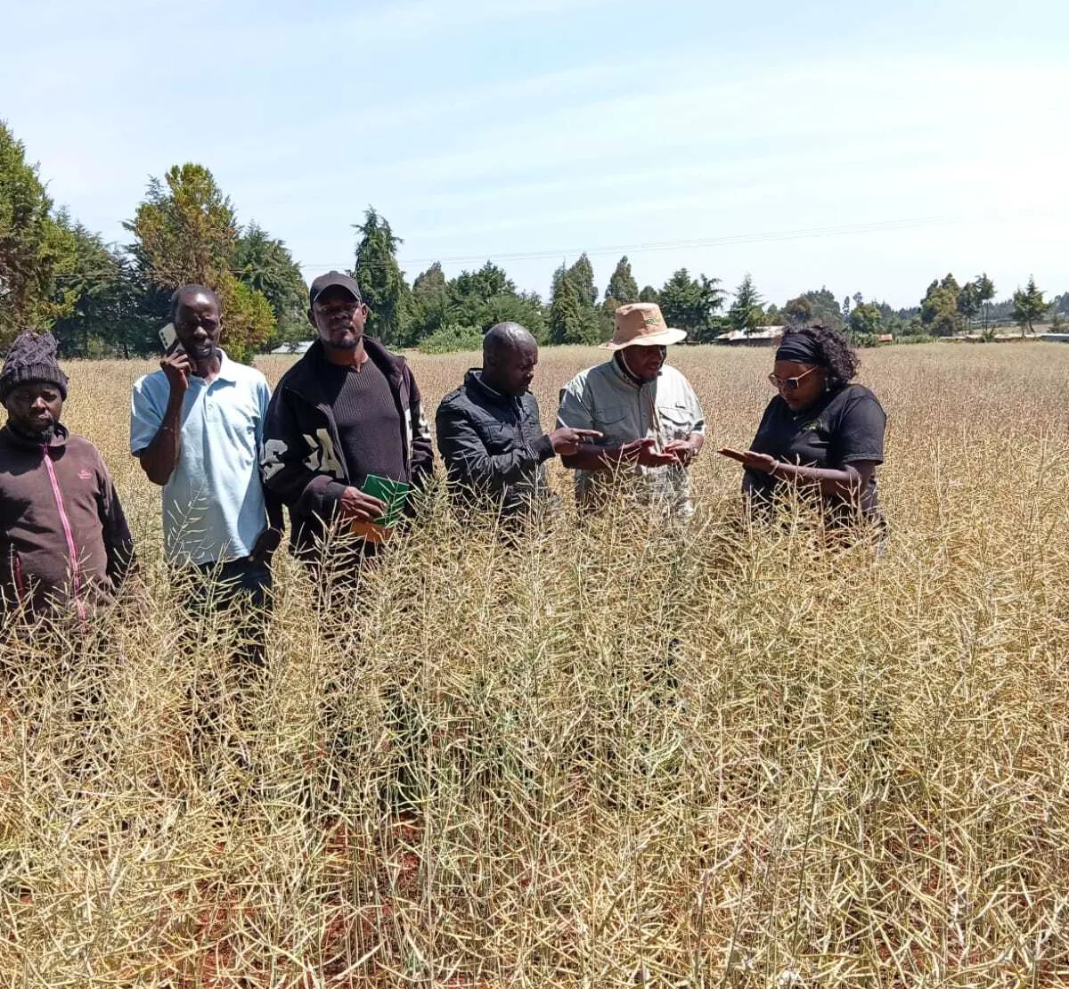 Farmers and agronomists inspecting a mature canola field in Kenya