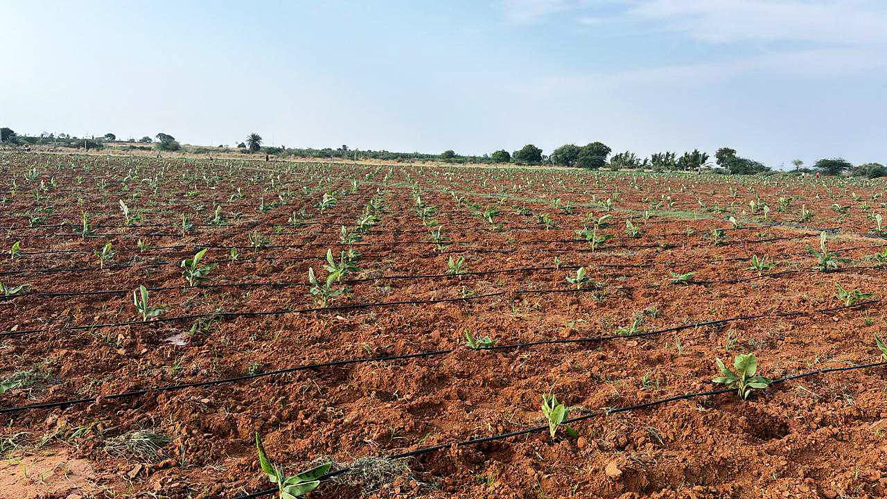 Young seedlings growing in rows on a drip-irrigated field